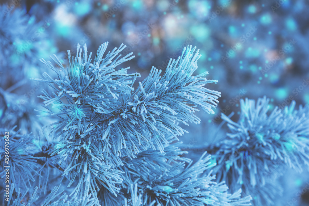 Pine branches covered with rime. Nature winter background. Winter nature. Snowy forest. Christmas background Pine branches covered with rime. Nature winter background. Winter nature. Snowy forest. Christmas background