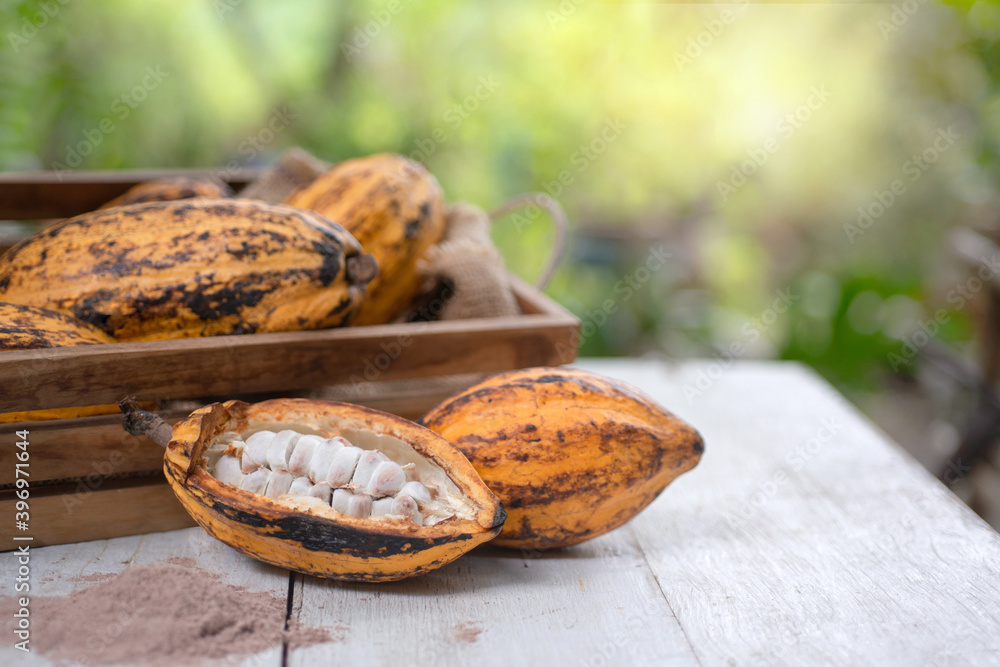 Fresh cocoa fruit and cut in half with pulp and seeds on wooden 