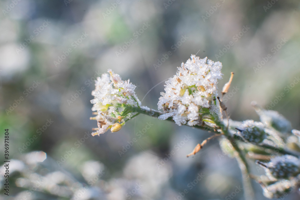 Macro photography of plants flowers covered with hoarfrost, sparkling frost closeup