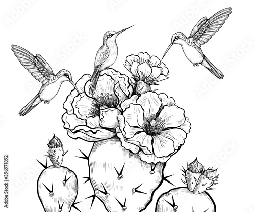 .Cute hummingbirds and blooming prickly pears. .Vector illustration in engraving style. Vintage image of exotic nature.