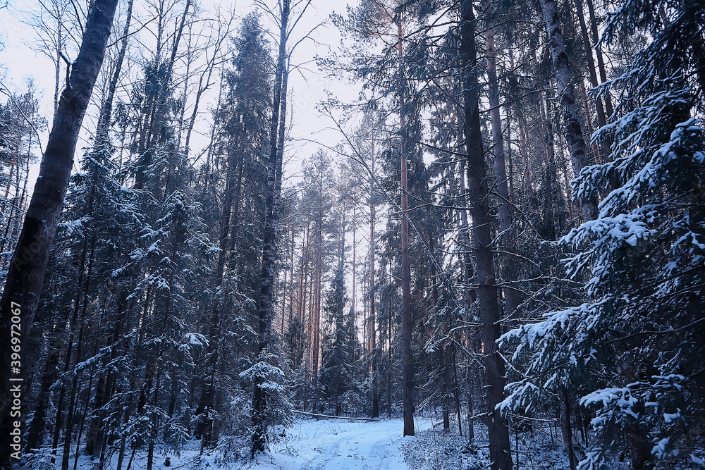 Fototapeta premium landscape winter forest gloomy, seasonal landscape snow in forest nature