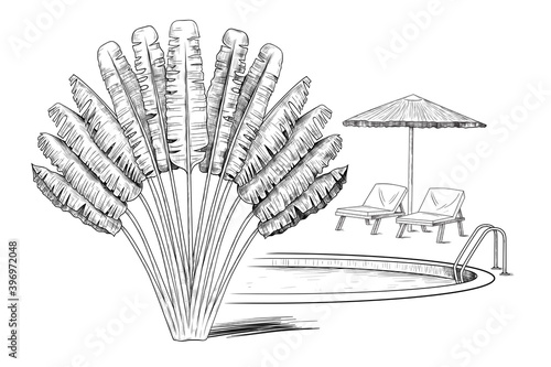 .Ravenala madagascariensis, swimming pool, beach umbrella  and two loungers. Vector vintage illustration of summer holiday.