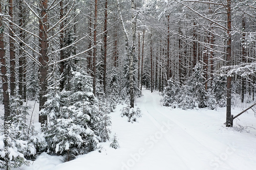 top view of a forest in winter, landscape of nature in a snowy forest, aero photo