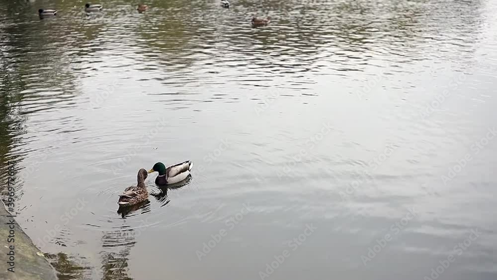 ducks are swimming in the autumn pond ducks are swimming in the autumn pond