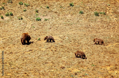 familia de osos pardos photo