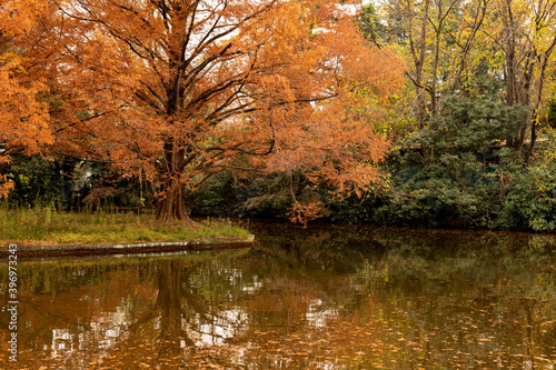 紅葉した大きな木と池