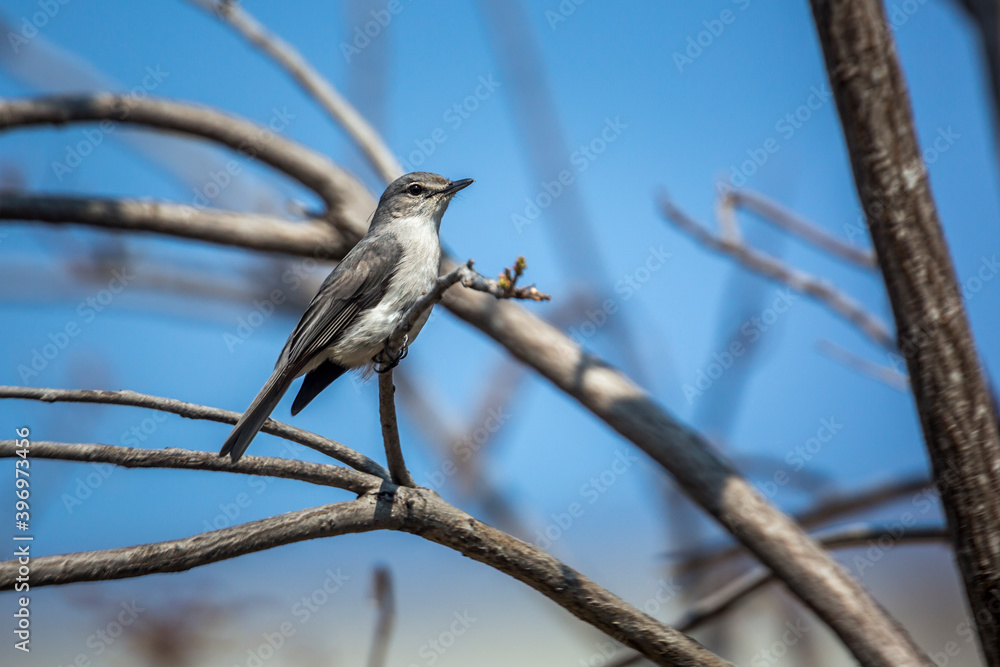 Ashy Flycatcher standing on a branch in Kruger National park, South Africa ; Specie Muscicapa caerulescens family of Musicapidae Ashy Flycatcher standing on a branch in Kruger National park, South Africa ; Specie Muscicapa caerulescens family of Musicapidae