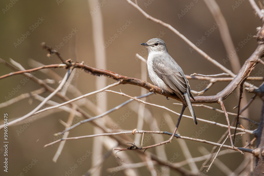 Ashy Flycatcher standing on a branch in Kruger National park, South Africa ; Specie Muscicapa caerulescens family of Musicapidae Ashy Flycatcher standing on a branch in Kruger National park, South Africa ; Specie Muscicapa caerulescens family of Musicapidae
