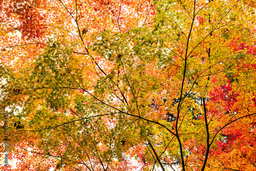 Wallpaper Mural 晩秋の神社の風景　12月 Torontodigital.ca