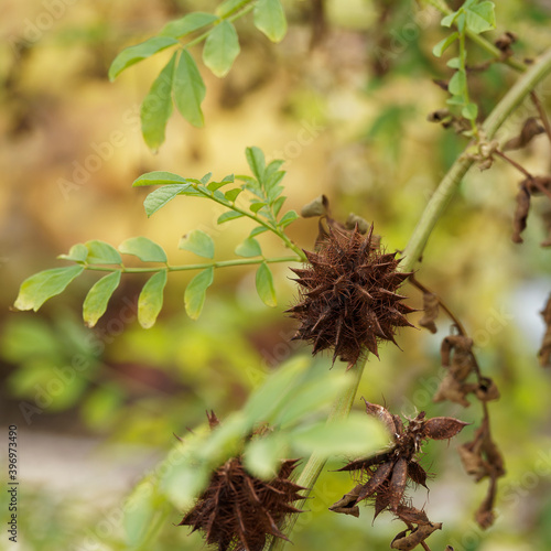 (Glycyrrhiza echinata) Russisches Süßholz oder Stachelfrüchtiges Süßholz mit Dunkelbraun Herbsthülsen photo