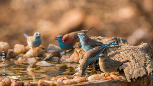 Blue-breasted Cordonbleu and Red billed Firefinch drinking in waterhole in Kruger National park, South Africa ; Specie Uraeginthus angolensis and Lagonosticta senegala family of Estrildidae photo