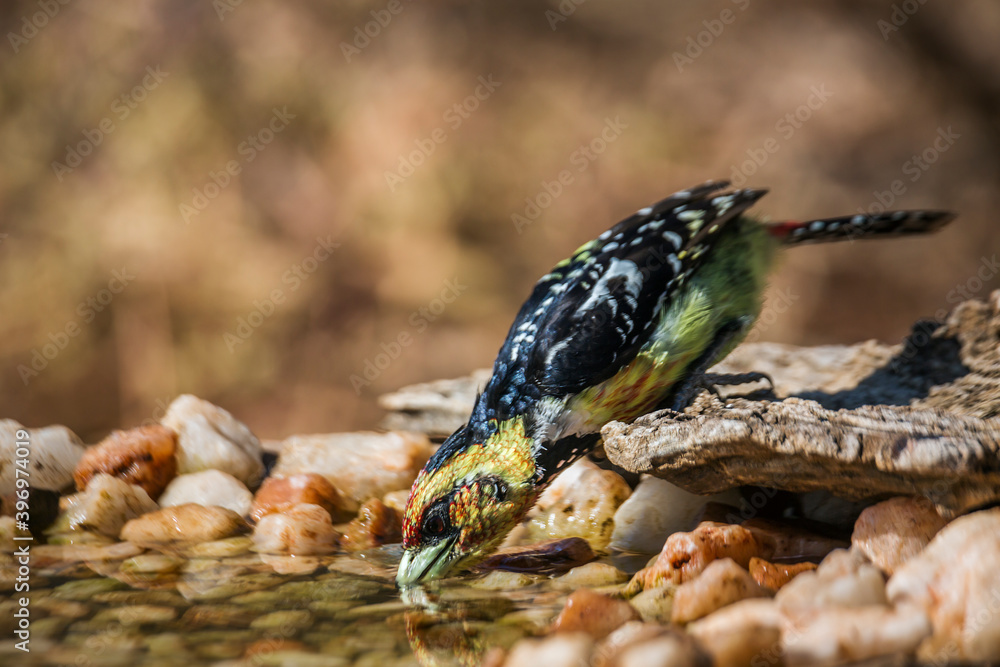 Crested Barbet drinking in waterhole in Kruger National park, South Africa ; Specie Trachyphonus vaillantii family of Ramphastidae Crested Barbet drinking in waterhole in Kruger National park, South Africa ; Specie Trachyphonus vaillantii family of Ramphastidae