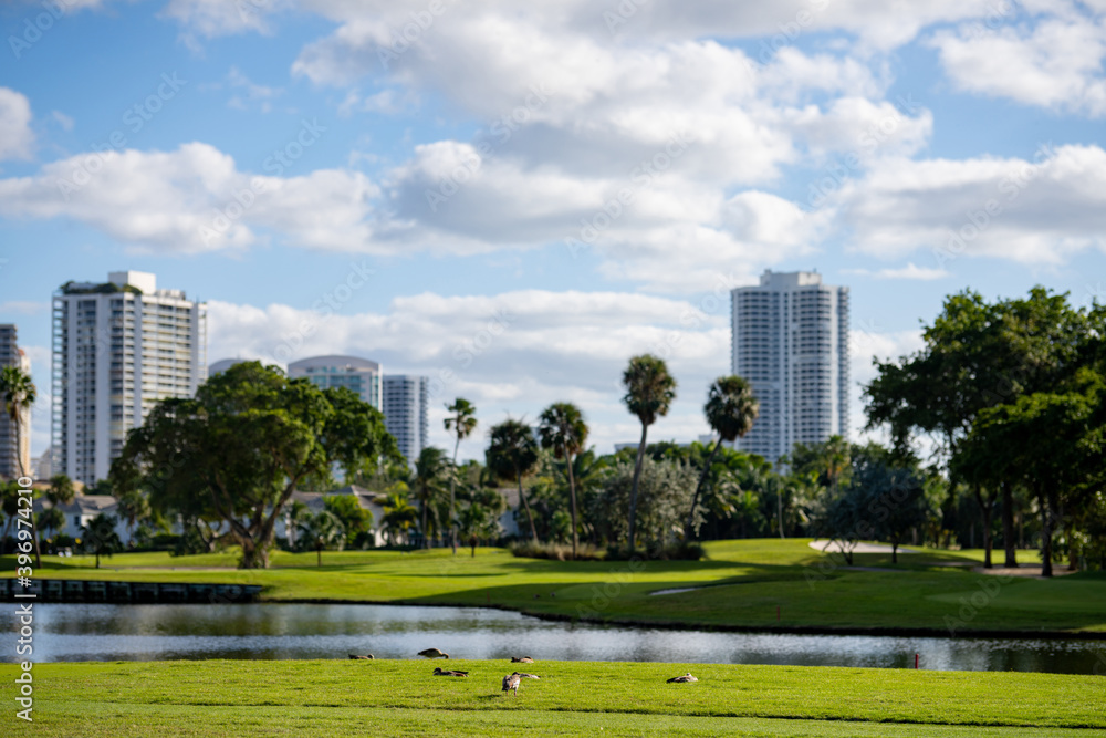 Ducks resting on a golf course landscape Ducks resting on a golf course landscape