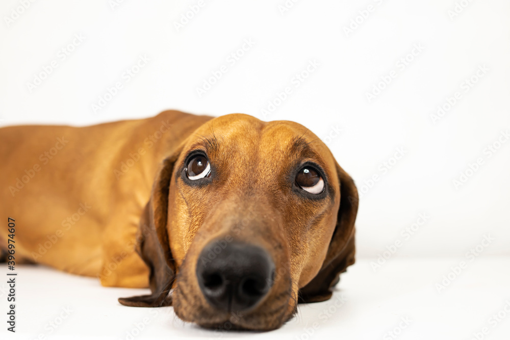 Portrait of a close-up dachshund that looks up lying on a white background.