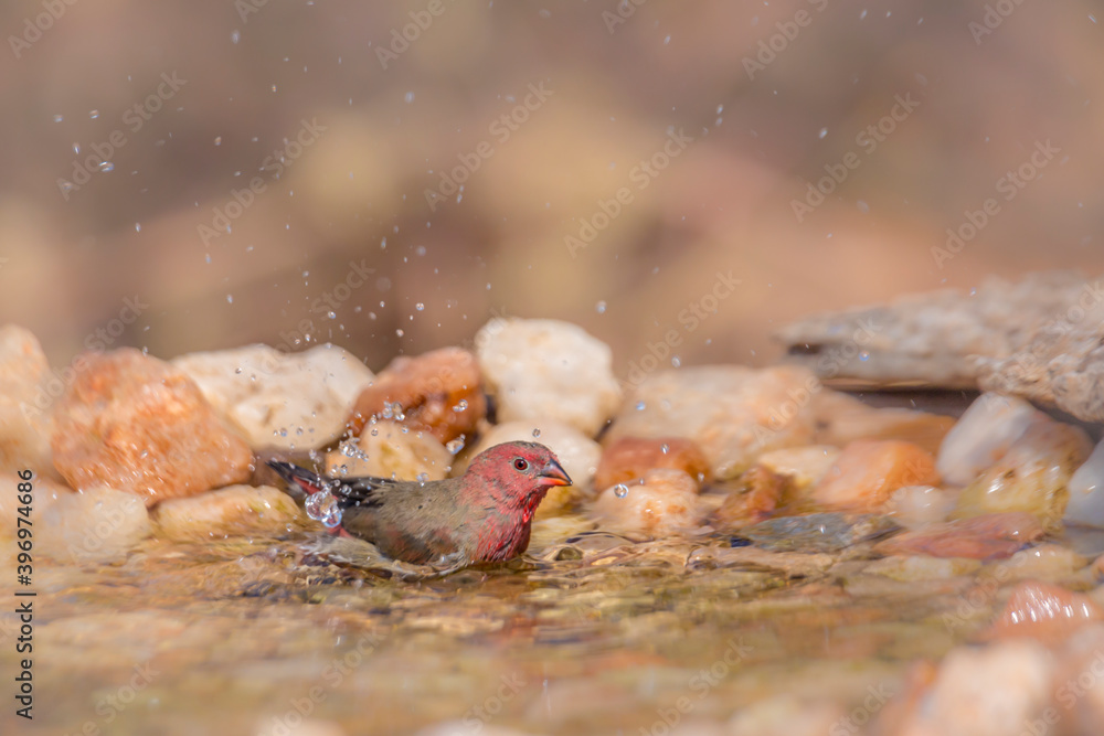 Red-billed Firefinch male bathing in waterhole in Kruger National park, South Africa ; Specie family Lagonosticta senegala of Estrildidae