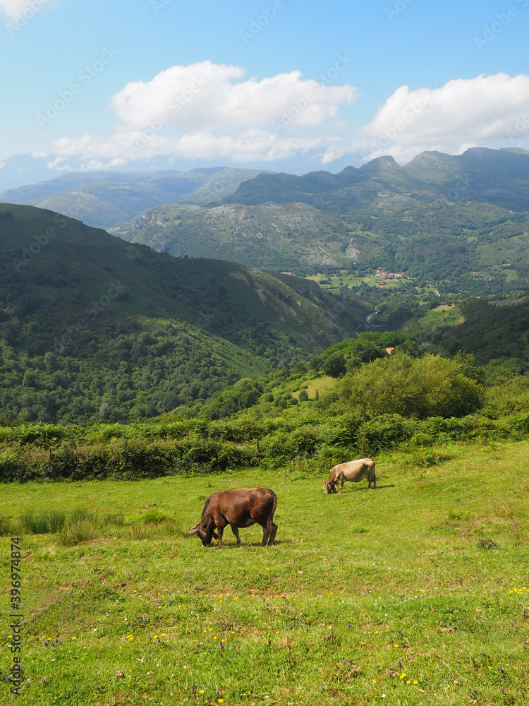 Cows in the mountains of Cantabria in Spain