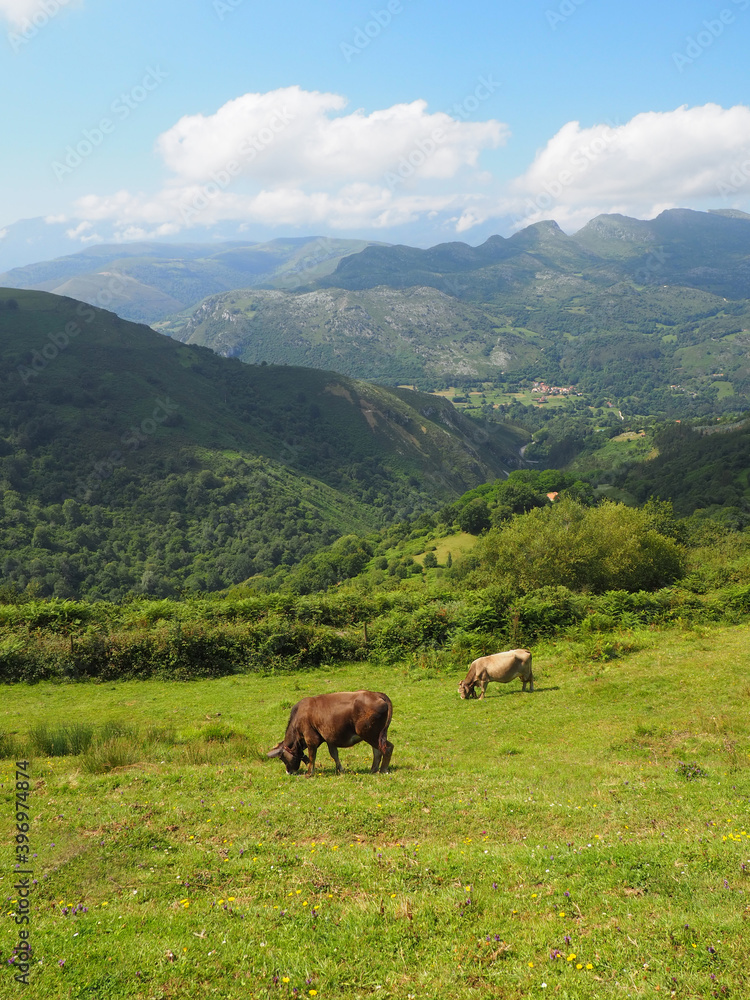 Cows in the mountains of Cantabria in Spain Cows in the mountains of Cantabria in Spain