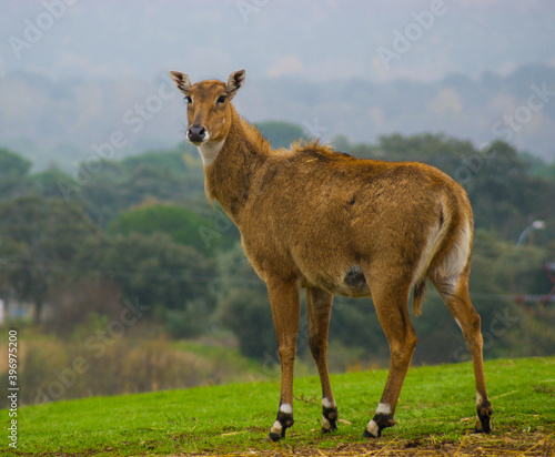 Asian antelope standing in the grass.