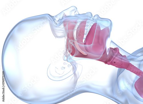 Normal anatomy of accessible airways. Medically accurate dental 3D illustration