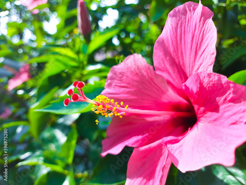 Shoe flower that blooms in Heulang Park, Bogor City photo