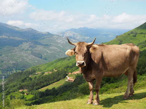 Cow in the mountains of Cantabria in Spain