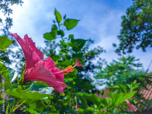 Shoe flower that blooms in Heulang Park, Bogor City photo