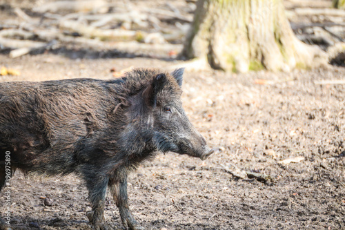 Muddy wild boars in a park on nature.
