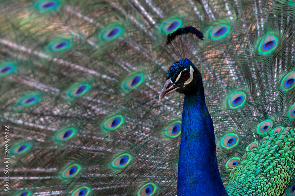 Portrait of beautiful peacock with feathers out Portrait of beautiful peacock with feathers out