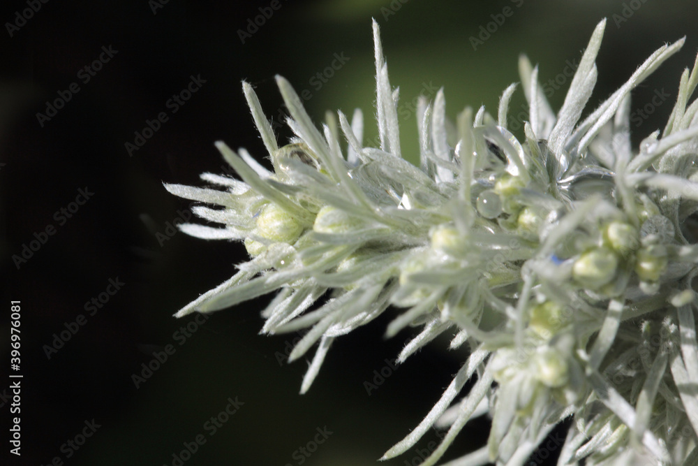 fleur blanche fleur blanche