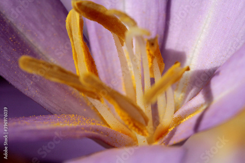 Fototapet pistil et pollen
