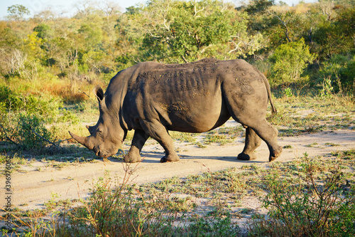 Nashorn in freier Wildbahn in voller L  nge in S  dafrika  Wildnis