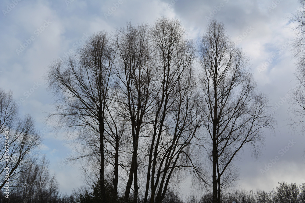 Black silhouettes of trees on the background of cloudy sky Black silhouettes of trees on the background of cloudy sky