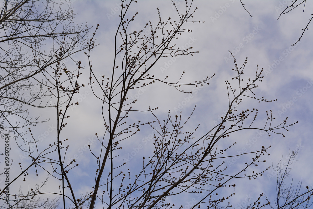 Obraz premium Tree branches with buds on the background of cloudy sky in spring