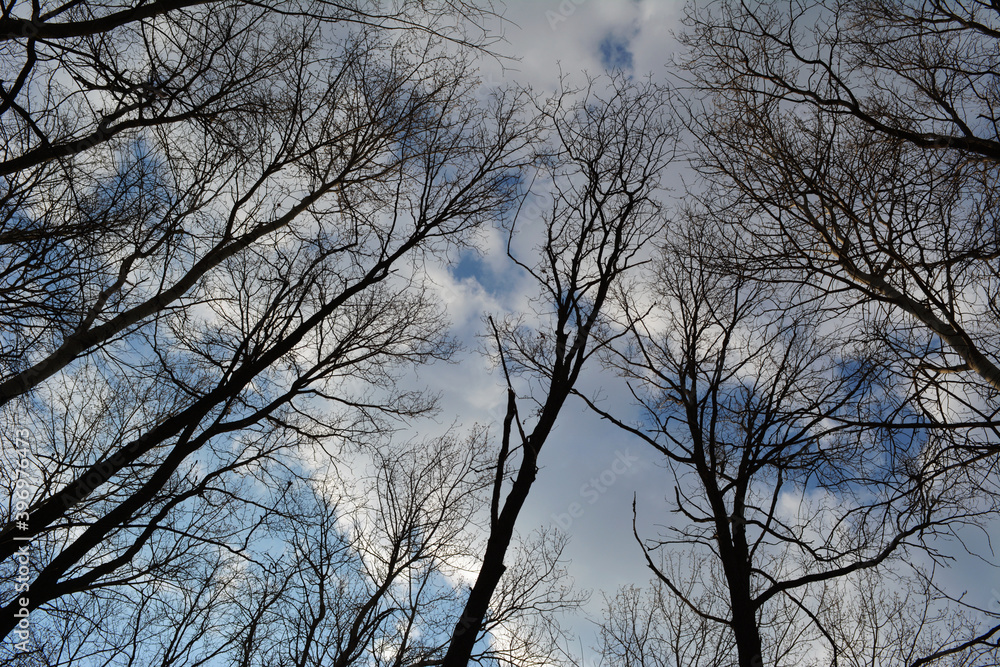 Beautiful trees on the background of cloudy sky. Early spring landscape Beautiful trees on the background of cloudy sky. Early spring landscape