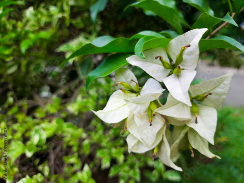 White flowers blooming in Heulang Park, Bogor City photo