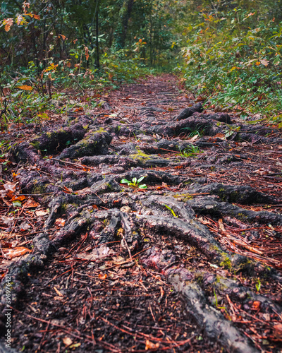forest