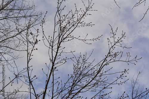 Tree branches with buds on the background of cloudy sky in spring