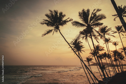 Tropikalny krajobraz, palmy na tle oceanu i zachodzącego słońca. photo