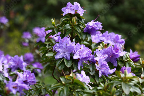 Decorative garden. The top part of the evergreen blossoming rhododendron with green leaves and violet flowers.