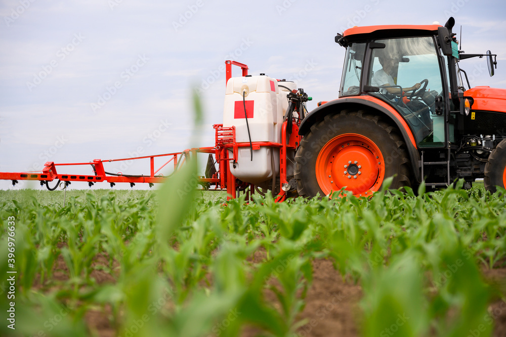Fototapeta premium Tractor spraying corn field