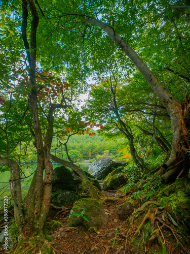 Calm lake seen between trees (Tochigi, Japan)