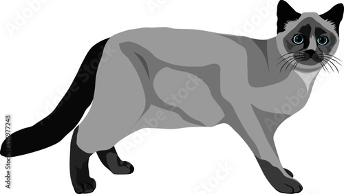Vector drawing of a Siamese Cat