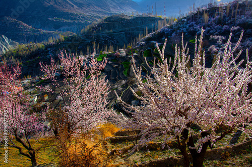 Springlandscape , also known as blossom and  springtime, is one of the four temperate seasons, succeeding winter and preceding summer. There are various technical definitions of spring, photo