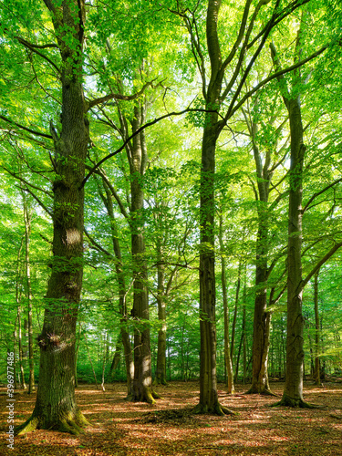 Big Beech Trees in Old Green Forest © AVTG