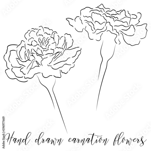 Hand drawn carnation flower line art vector