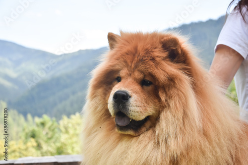 Beautiful dog chow-chow outside. Purebred dog chow chow on vacation on mountain lake Zaovine photo
