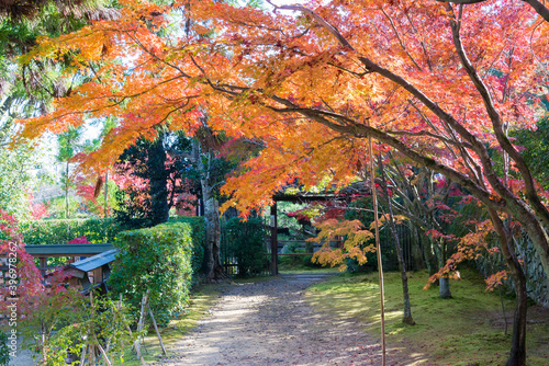 Kyoto  Japan - Autumn leaf color at Ikkyuji Temple  Shuon-an  in Kyotanabe  Kyoto  Japan.