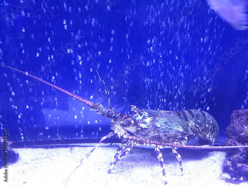 Fototapeta Naklejka Na Ścianę i Meble -  crab in aquarium