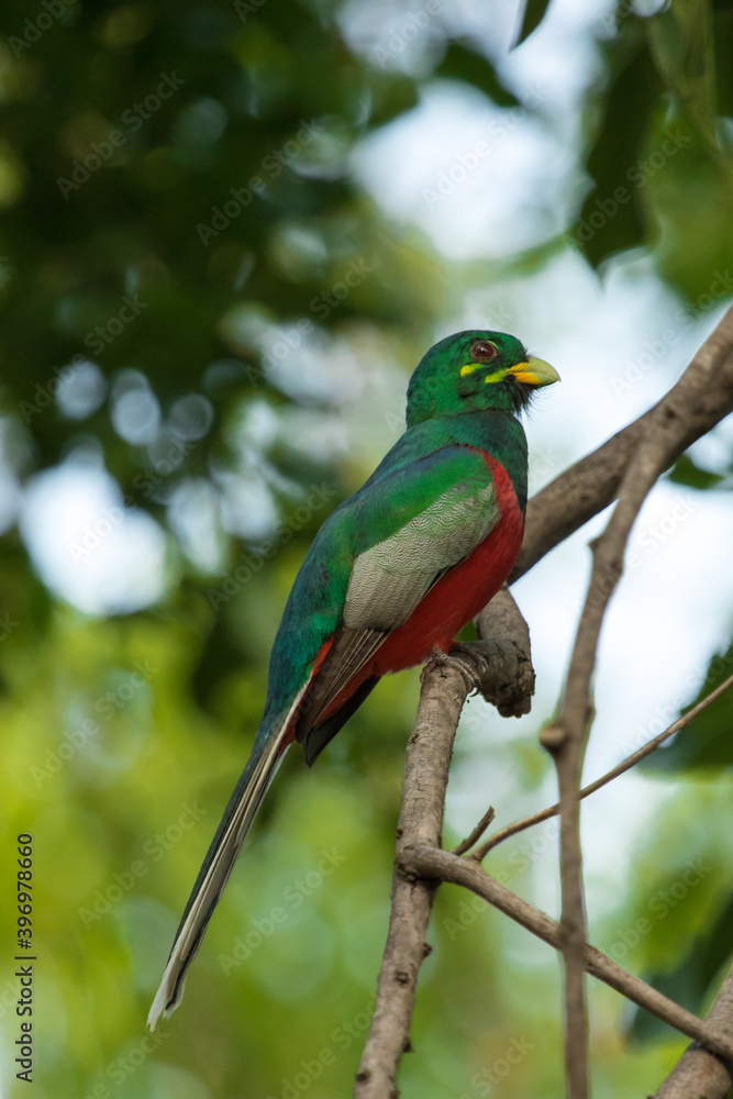 A Narina Trogon sits beautifully on a branch with blurred background, South Africa A Narina Trogon sits beautifully on a branch with blurred background, South Africa