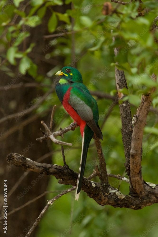 Obraz premium A Narina Trogon perched in the tree with a blurred green foliage as background, South Africa. 